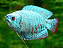 Colisa var. - Imagem 2