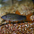 Botia Azul Red Tail - Imagem 2