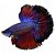 Peixe Betta macho - Imagem 3