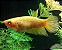 Peixe Betta fêmea - Imagem 2