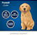 Biscoito Premier Pet Cookie Para Cães Filhotes 250g - Imagem 2