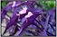 Trapoeraba roxa (Tradescantia pallida purpurea) - Imagem 1