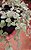 Plectranthus prostatus (Boldinho suculento) - pote 6 - Imagem 2