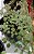 Plectranthus prostatus (Boldinho suculento) - pote 6 - Imagem 3