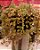Plectranthus prostatus (Boldinho suculento) - pote 6 - Imagem 4