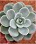 Echeveria White Gilva - Imagem 2