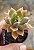 xGraptoveria (sedum) crepúsculo - Imagem 1