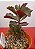 Kalanchoe Sexangularis - Imagem 3