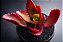 Kalanchoe Sexangularis - Imagem 1