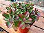 Kalanchoe Sexangularis - Imagem 5