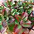 Kalanchoe Sexangularis - Imagem 2