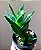 Aloe × nobilis - Imagem 2