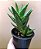 Aloe × nobilis - Imagem 1