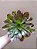 Aeonium Arboreum - Imagem 1