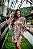 Vestido Girassol em Suplex - Modelo Kimono - Imagem 4