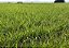 Semente Festuca Rizar 25kg - PGG - Imagem 1