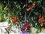 BS DGR0022 - Grape Vermelho (12 sementes / 0,02g) - Imagem 2