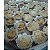Empadinha de Queijo - Imagem 3