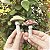 Ímã cogumelo Amanita - Imagem 1
