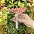 Cogumelo Amanita Vermelho - Imagem 3