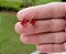 Brinco Gota Pedra Vermelha - Imagem 1