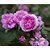 Óleo Essencial ROSA-DE-DAMASCO 10% GT Marrocos LASZLO 10 ml - Imagem 2