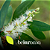 Óleo essencial Melaleuca (Tea Tree) 10ML - Imagem 2