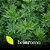 Óleo Essencial Artemisia 10ML - Imagem 2
