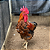 OPORTUNIDADE - OVOS FÉRTEIS - GALINHAS SERTANEJA BALÃO- 12 OVOS - Imagem 1