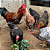 OPORTUNIDADE - OVOS FÉRTEIS - GALINHAS SERTANEJA BALÃO- 12 OVOS - Imagem 3