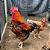 OPORTUNIDADE - OVOS FÉRTEIS - GALINHAS SERTANEJA BALÃO- 12 OVOS - Imagem 14