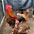 OPORTUNIDADE - OVOS FÉRTEIS - GALINHAS SERTANEJA BALÃO- 12 OVOS - Imagem 6