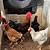 OPORTUNIDADE - OVOS FÉRTEIS - GALINHAS SERTANEJA BALÃO- 12 OVOS - Imagem 7