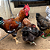 OPORTUNIDADE - OVOS FÉRTEIS - GALINHAS SERTANEJA BALÃO- 12 OVOS - Imagem 11