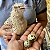 Kit 100 OVOS FÉRTEIS - CORES MISTAS - CODORNA GIGANTE - Imagem 14