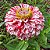 Zinnia Doce Listra: 15 Sementes (Zinia) - Imagem 1