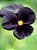 Amor Perfeito Black (Eclipse) - Viola × wittrockiana: 15 Sementes - Imagem 6