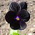 Amor Perfeito Black (Eclipse) -Viola × wittrockiana - 15 Sementes - Imagem 4
