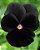 Amor Perfeito Black (Eclipse) - Viola × wittrockiana: 15 Sementes - Imagem 5