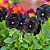 Amor Perfeito Black (Eclipse) - Viola × wittrockiana: 15 Sementes - Imagem 2