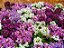 Alyssum Sortido - Flor De Mel: 20 Sementes - Imagem 2