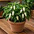 White Habanero Pimenta - 5 Sementes - Imagem 1