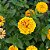 Zinnia Luz da Lua: 15 Sementes - Imagem 1