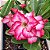 Rosa do Deserto - Adenium obesum - Pink - 5 Sementes - Imagem 1