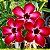 Rosa do Deserto - Adenium obesum - Sara - 5 Sementes - Imagem 1