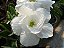 Rosa do Deserto - Adenium obesum - Bua Kao - 5 Sementes - Imagem 1