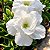 Rosa do Deserto - Adenium obesum - Bua Kao - 5 Sementes - Imagem 1