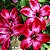 Rosa do Deserto - Adenium Obesum - Peramir - 5 Sementes - Imagem 1