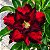 Rosa do Deserto - Adenium Obesum - Reddish Black - 5 Sementes - Imagem 1