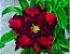 Rosa do Deserto - Adenium Obesum - Reddish Black - 5 Sementes - Imagem 1